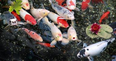 Địa chỉ mua cá Koi Nhật, cá Koi F1 tại Hà Nội
