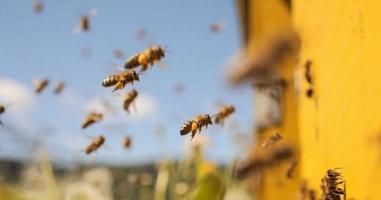 Bài văn, đoạn văn phân tích tác phẩm Thương nhớ bầy ong (Ngữ văn 6) hay nhất