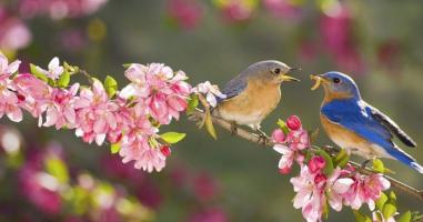 Bài văn Cảm nhận về bức tranh xuân trong Cảnh ngày xuân (Nguyễn Du) và Mùa xuân nho nhỏ (Thanh Hải) hay nhất
