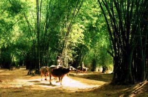 Bài văn cảm nhận về sự gắn bó của tre với đời sống con người Việt Nam (Cây tre Việt Nam - Ngữ văn 6 Sách Cánh Diều) hay nhất