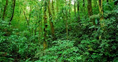 Bài văn nghị luận về tầm quan trọng của việc bảo vệ rừng hay nhất