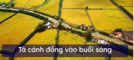 Bài văn tả cánh đồng vào buổi sáng (lớp 5) chọn lọc hay nhất