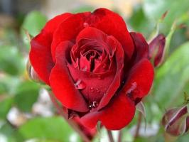 Bài văn thuyết minh về cây hoa hồng hay nhất