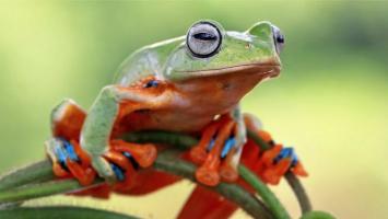 Bài văn thuyết minh về con ếch hay nhất