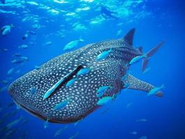 Loài cá lớn nhất đại dương có thể bạn chưa biết