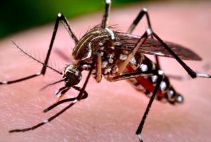 Cách đuổi muỗi và diệt muỗi hiệu quả tại nhà để phòng tránh dịch sốt xuất huyết