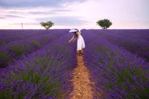 Vườn hoa Lavender đẹp nhất tại Đà Lạt