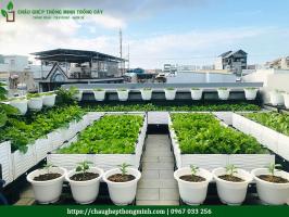 Dịch vụ thiết kế vườn rau sân thượng tại Hà Nội