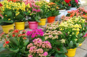 Chậu hoa tuyệt đẹp tại chợ hoa Hải Phòng nhất định trong nhà bạn phải có khi chơi Tết