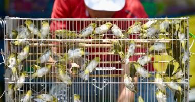 Địa chỉ bán chim phóng sinh uy tín nhất TPHCM