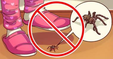 Con bọ và nhện chúng ta không nên giết hại