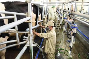 Công ty sữa có môi trường làm việc tốt nhất tại Việt Nam