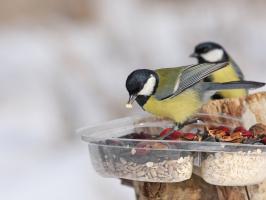 Cửa hàng bán cám cho chim ăn uy tín nhất TP.HCM