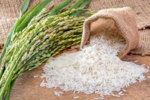 Đại lý bán gạo uy tín, chất lượng nhất tỉnh Gia Lai