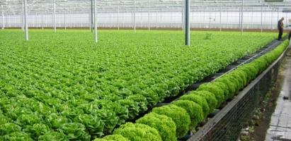 Địa chỉ bán đất sạch trồng rau đảm bảo nhất ở Hà Nội