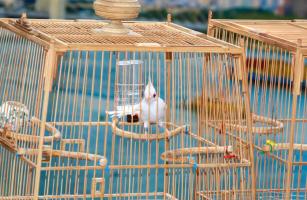 Địa chỉ bán lồng chim đẹp nhất TPHCM