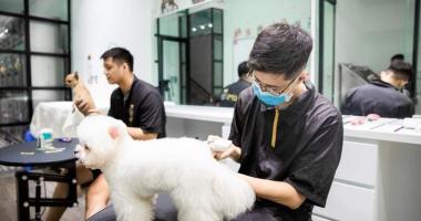 Địa chỉ đào tạo cắt tỉa lông thú cưng chuyên nghiệp nhất tỉnh Bà Rịa - Vũng Tàu