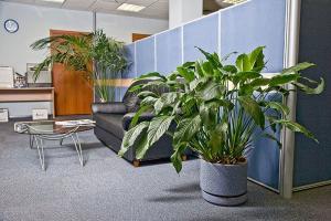 Địa chỉ mua cây xanh văn phòng giá rẻ và đẹp nhất tại TP.HCM