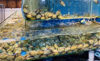 Địa chỉ mua hải sản tươi sống ngon nhất Đà Nẵng