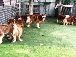 Địa chỉ phối giống chó alaska, golden và samoyed uy tín tại TP.HCM