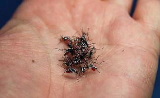 Địa chỉ bán thuốc diệt muỗi uy tín nhất TPHCM