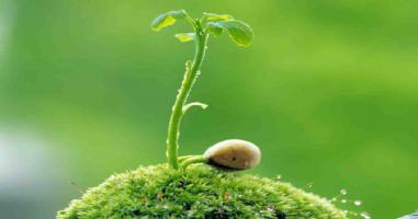 đoạn văn ghi lại cảm xúc về bài thơ Lời của cây hay nhất