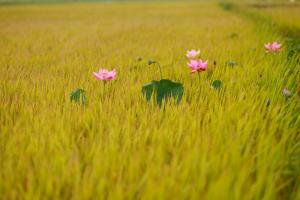 Chia sẻ ngắn gọn một trải nghiệm sâu sắc của bản thân em về thế giới tự nhiên