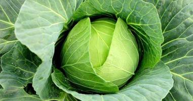 Giáo án bài thơ Bắp cải xanh cho trẻ mầm non hay nhất