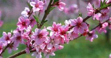 Giáo án bài thơ Cây đào cho trẻ mầm non hay nhất