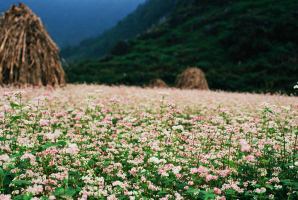 Homestay view ngắm trọn đồng hoa tam giác mạch đẹp nhất Hà Giang