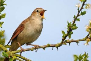 Hướng dẫn soạn bài Con chim chiền chiện - Ngữ văn lớp 7 Chân trời sáng tạo chi tiết nhất