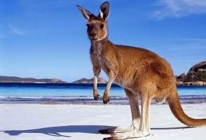 Sự thật thú vị nhất về loài Kangaroo