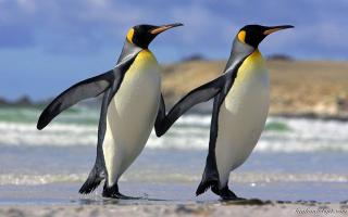 Sự thật thú vị nhất về loài chim cánh cụt