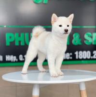 Địa chỉ bán chó Shiba uy tín nhất tại TP. HCM