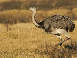 Loài chim lớn nhất thế giới có thể bạn chưa biết