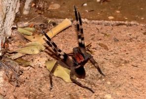 Loại nhện nguy hiểm nhất thế giới có thể bạn chưa biết