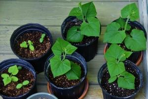 Loại rau củ có thể trồng dễ dàng ở sân thượng nhà phố