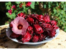 Lợi ích tuyệt vời nhất của trà hoa Atiso đỏ mà bạn nên biết