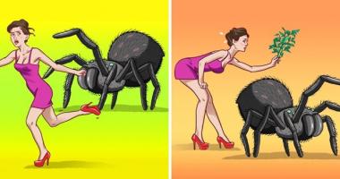 Mẹo đuổi nhện và côn trùng ra khỏi nhà bạn hiệu quả nhất