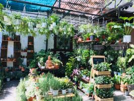 Địa chỉ bán cây xanh trang trí tạo không gian xanh mát tại Đà Nẵng
