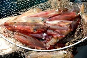 Món ăn đặc sản tại Cửa Lò - Nghệ An không nên bỏ qua