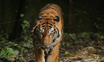 Thông tin hữu ích cần biết về loài hổ Mã Lai