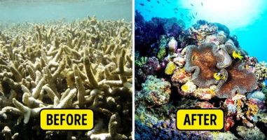 Phát minh cứu Đại dương khỏi nguy cơ ô nhiễm nghiêm trọng