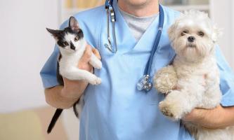 Phòng khám thú y uy tín nhất TP. Vinh, Nghệ An