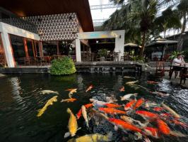 Quán cà phê cá koi thu hút khách nhất tại Tây Ninh