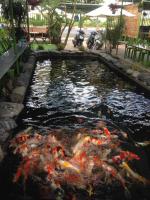 Quán cà phê cá koi thu hút khách nhất tại Bà Rịa - Vũng Tàu