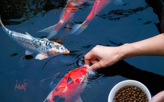 Top 10 Shop bán thức ăn cho cá Koi, phụ kiện hồ Koi uy tín nhất tại TP. HCM