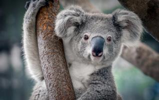 Sự thật thú vị nhất về gấu Koala