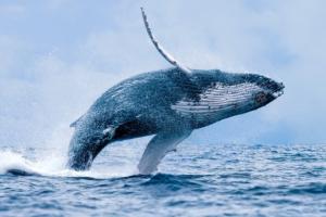 Sự thật thú vị nhất về loài cá voi xanh