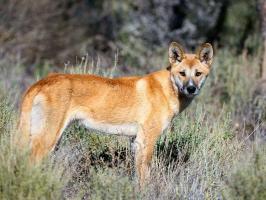 Top 14 Sự thật thú vị nhất về loài chó Dingo